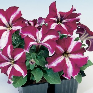 Tango Burgundy Star7